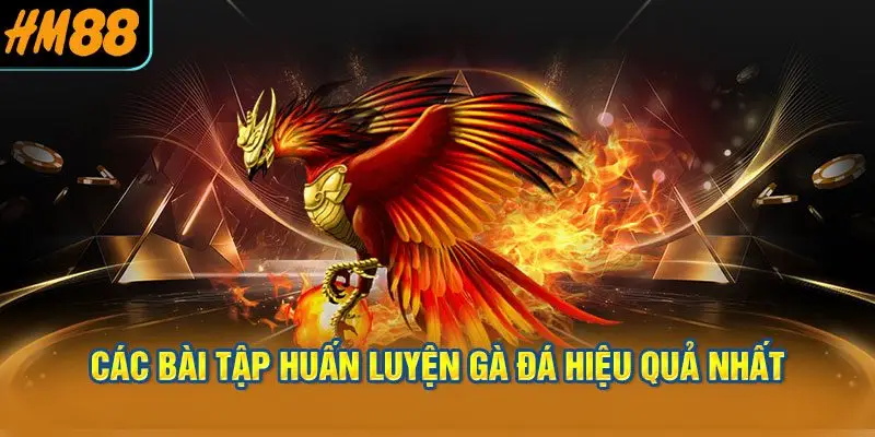 Các Bài Tập Huấn Luyện Gà Đá Hiệu Quả Nhất