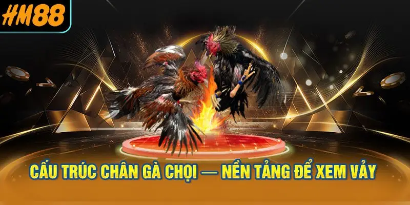 Cấu Trúc Chân Gà Chọi — Nền Tảng Để Xem Vảy Đúng Cách