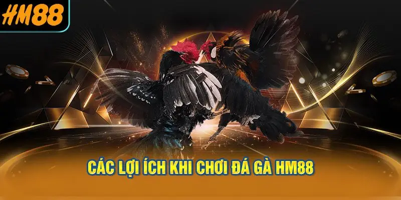 Các lợi ích khi chơi đá gà HM88