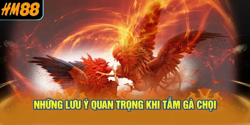 Những Lưu Ý Quan Trọng Khi Tắm Gà Chọi